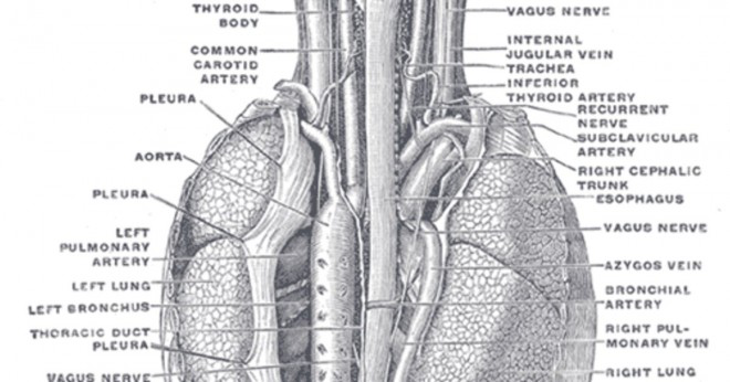 Hur är näsa och mun ansluten till lungorna?
