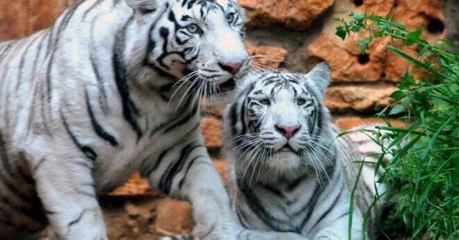Är tiger Indiens nationella djur?