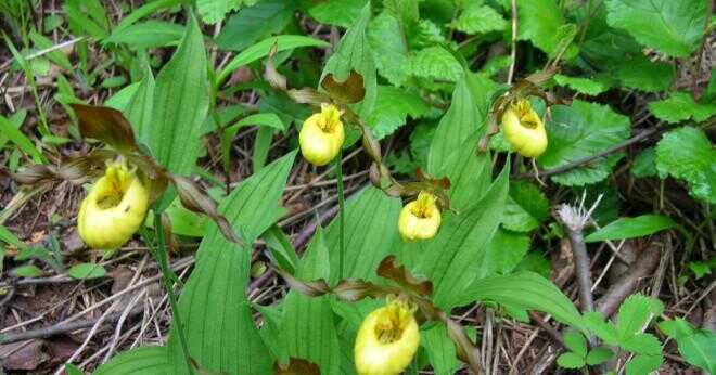 Vad är det vetenskapliga namnet på den gula dam toffel orkidé?