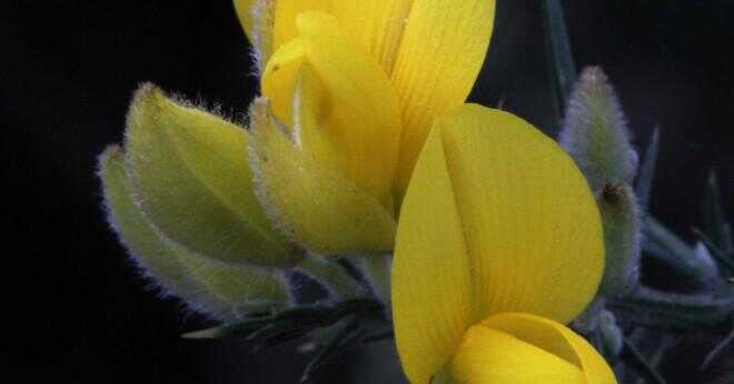 Vad gul blomma är kopplad till Wales?