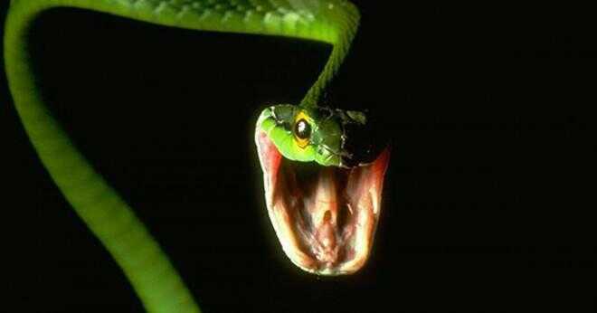 Är masken ormar giftiga?
