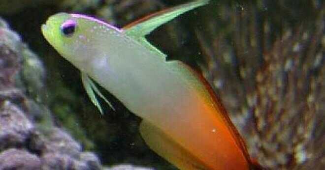 Äter snöflinga ål clown fisk?