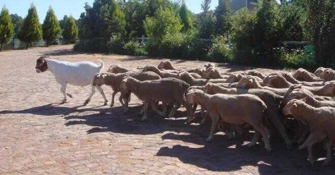 Vad är namnet på ett får som leder flocken?