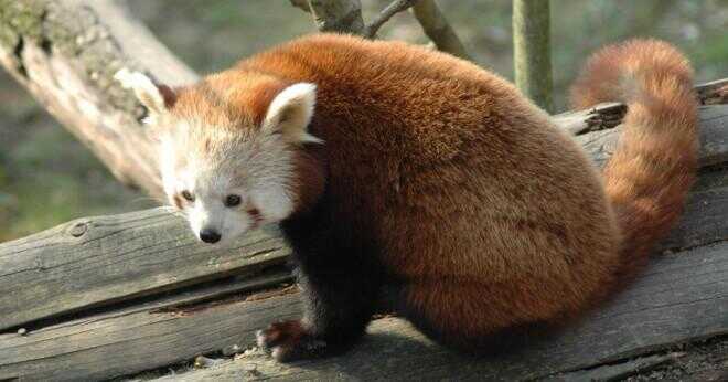 Hur stor är en BABY röda pandor?