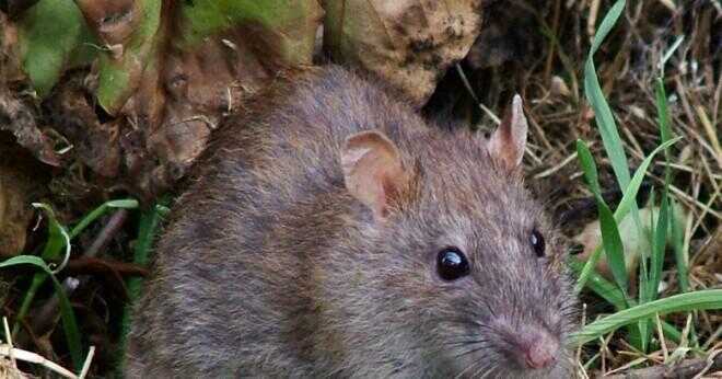 Behöver råttor att dricka vatten efter att ha ätit råttgift?