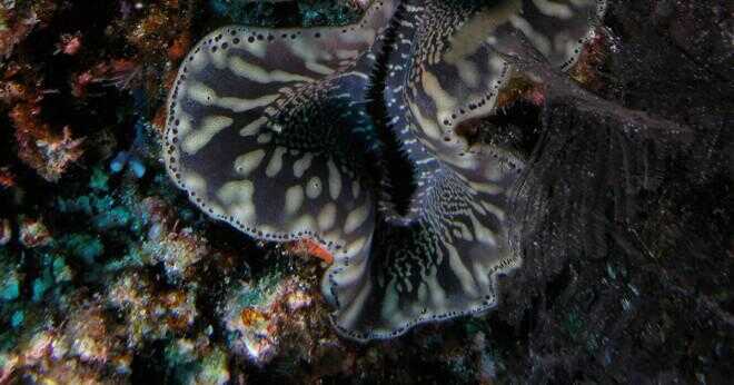 Kan en fisk lever i en lila tube svamp koloni?