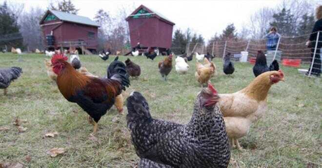 Vad är Linné klassificering av en kyckling?