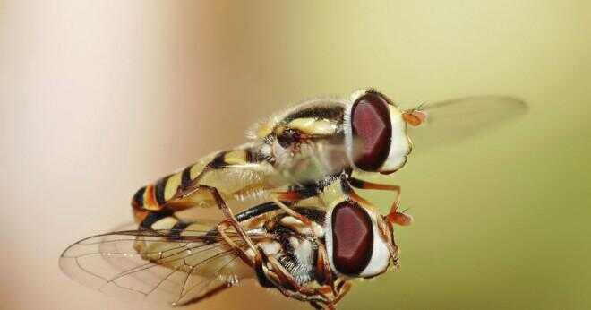 Insekter utgör den största gruppen av djur?