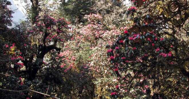 Förlorar en rhododendron sina blad på vintern?