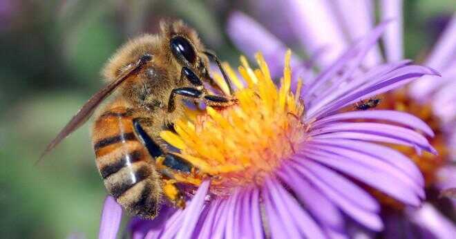 Varför anses en honungsbinas en insekt?
