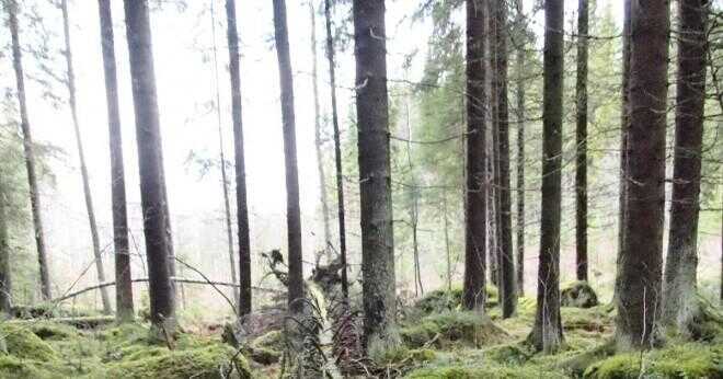 Om ett stort träd faller i skogen och ingen är där att höra det blir ett ljud?