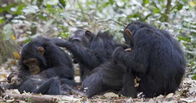Gör schimpanser äter apor?