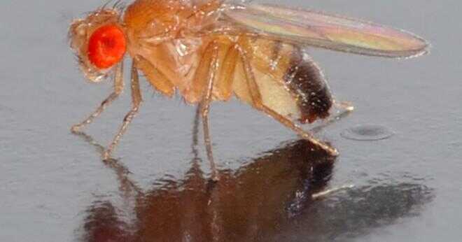 Varför en vatten stick insekt är sannolikt att finna på ytan av vattnet?
