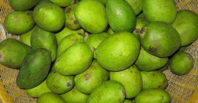 Vad heter odling av mango?