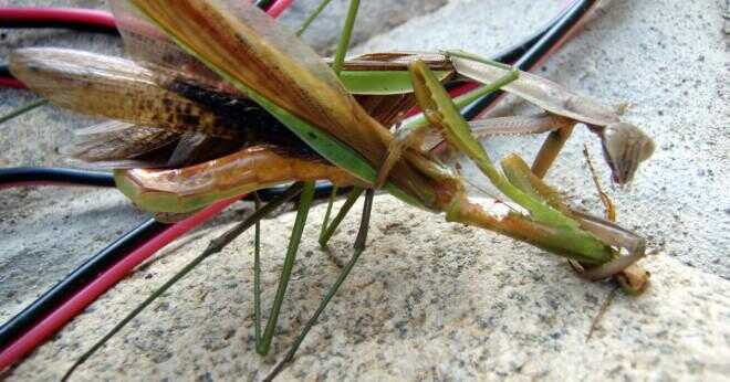 Dödar en praying mantis olagligt?