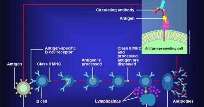Vilka är de immunceller som producerar gratis antikroppar?