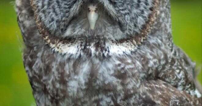 En great horned owl äter en örn?