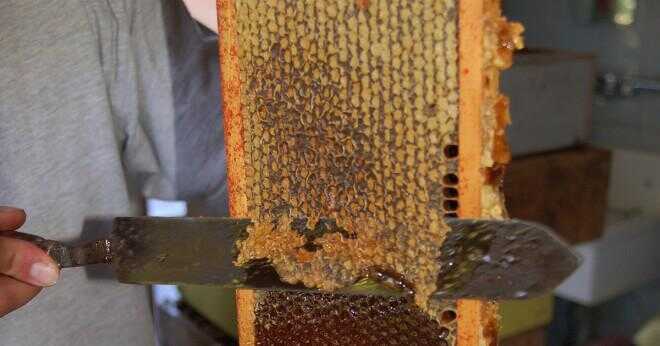 Hur får honung botulism gifter?