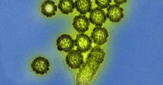 Finns det blod fraktioner i H1N1 vaccinet?