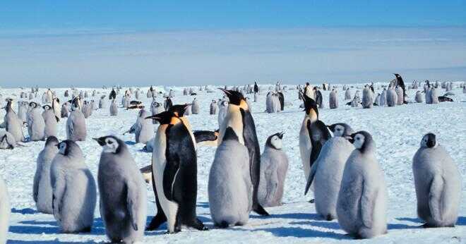 Vad är skillnaden mellan kejsarpingviner och pingviner?