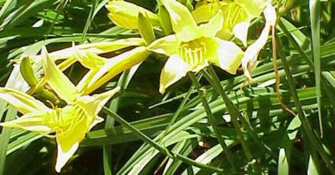Vad är det vetenskapliga namnet på tiger lily?