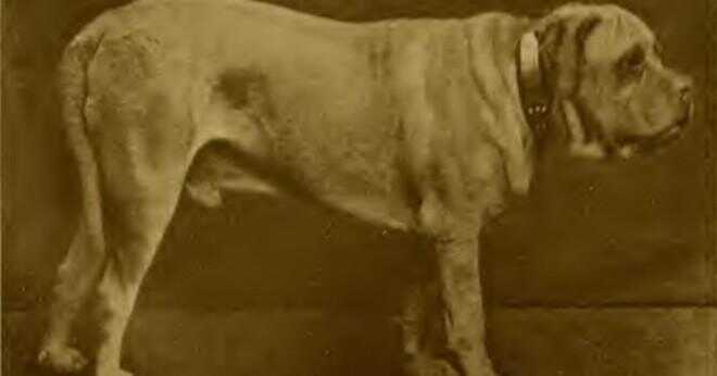 Vad filmen hade en engelsk bullterrier i det som var tvungen att överleva som en kämpande hund?