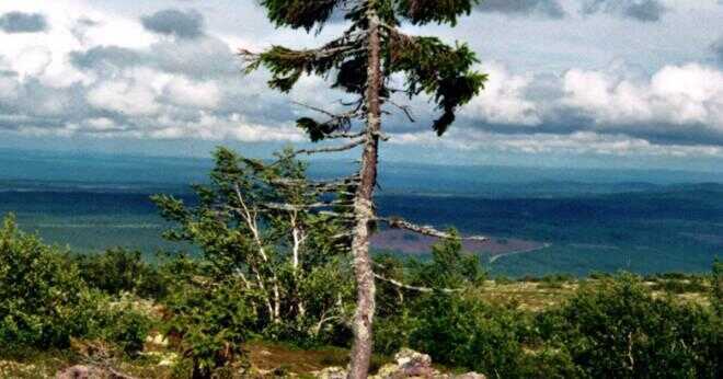 Där är den äldsta trädet i världen?