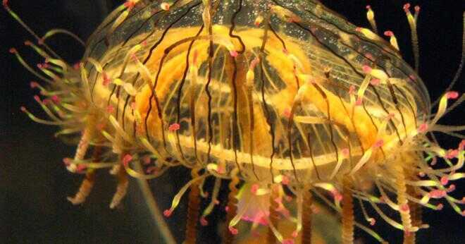 Kan en Box Jellyfish döda en haj?
