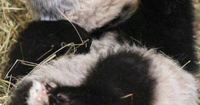 Hur länge kan en panda bear gå utan mat?