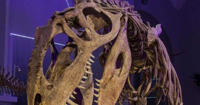 Hur mycket större är spinosaurus än T-Rex?