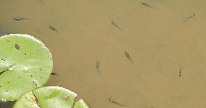 Gör mygga fisk äter alger?
