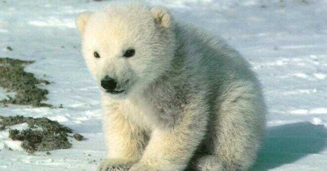 Hur dödar en isbjörn en myskoxarna?