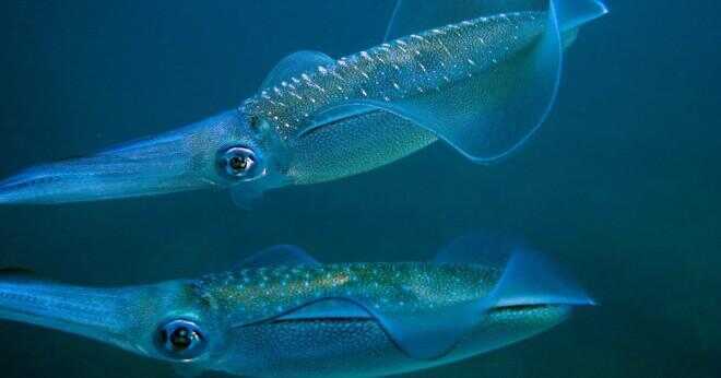Hur skiljer sig manliga bläckfisk från kvinnliga squid?