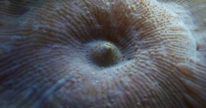 Vilken typ av symmetri gör cnidarian Medusa har?