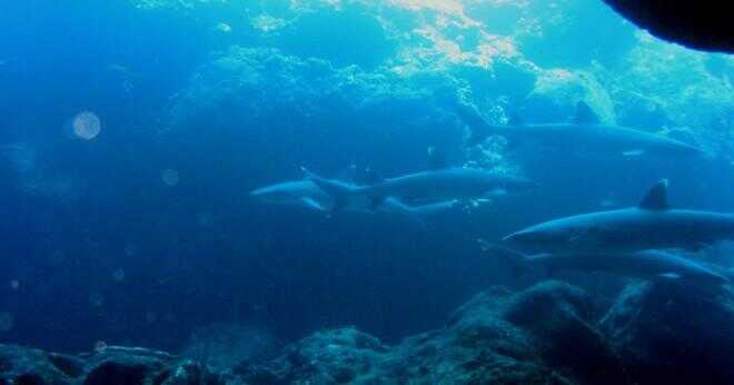 Har Seychellerna hajar?