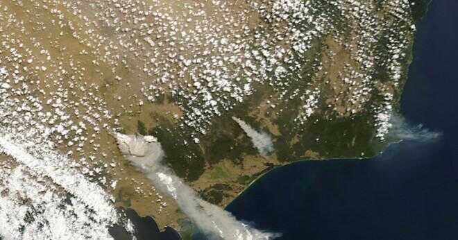 Vad var några av inverkan på miljön av svart lördag bush brand i Victoria Australien?