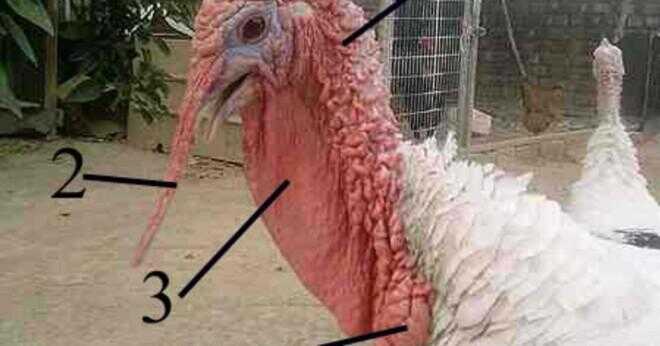 Hur många fjädrar har en genomsnittlig Turkiet?