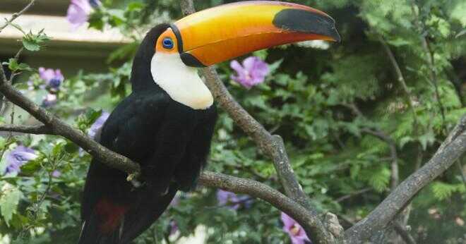 Hur långt kan en toucan flyga utan att stanna?