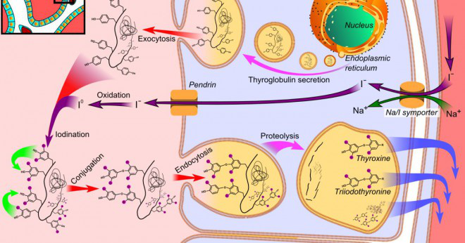 Vad händer när sköldkörteln producerar mindre tyroxin?