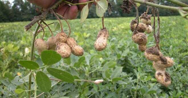 Är pistaschmandlar nötter eller baljväxter?