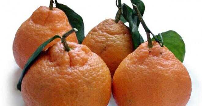 Växer California mandarin apelsiner?