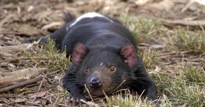 Varför är den tasmanska djävulen nästan utdöda?
