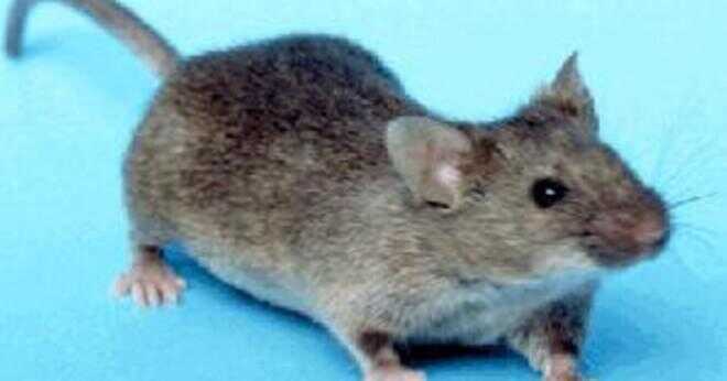 Vad är den genomsnittliga storleken för en mus?