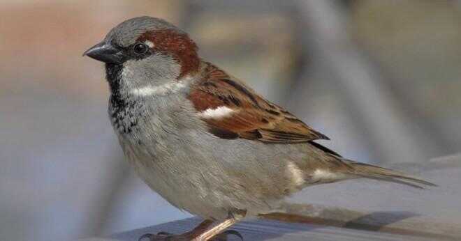 Vad heter baby sparrow?