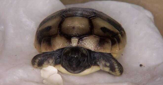 Hur ofta äter Hermans sköldpaddor?