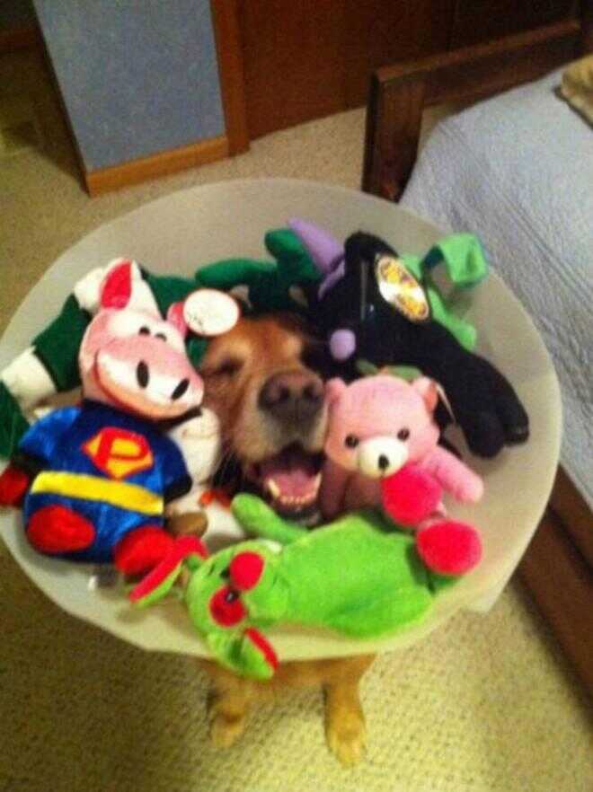 11 hundar som ser lustiga med sina leksaker