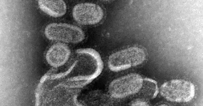 Vad är namnet på viruset som orsakade förkylning?