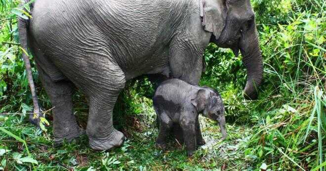Hur mycket väger de genomsnittliga baby elefant?
