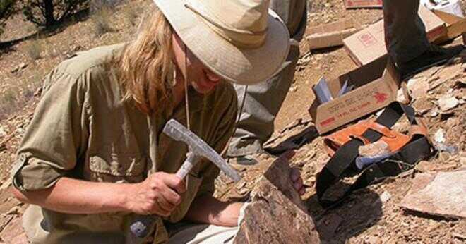 Vad kan paleontologen dra slutsatsen från fossil?