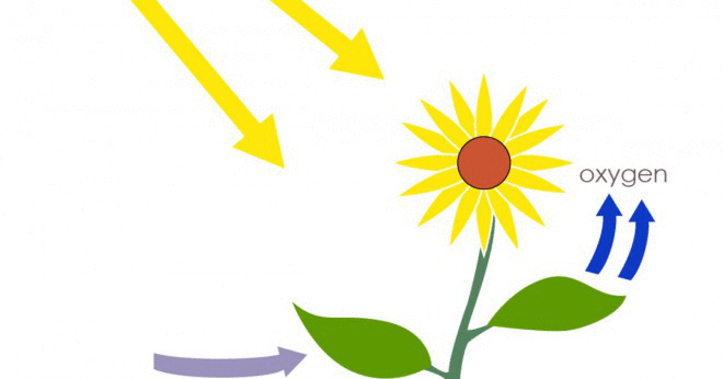 Vilka produkter av photosynthesis används för cellandningen?